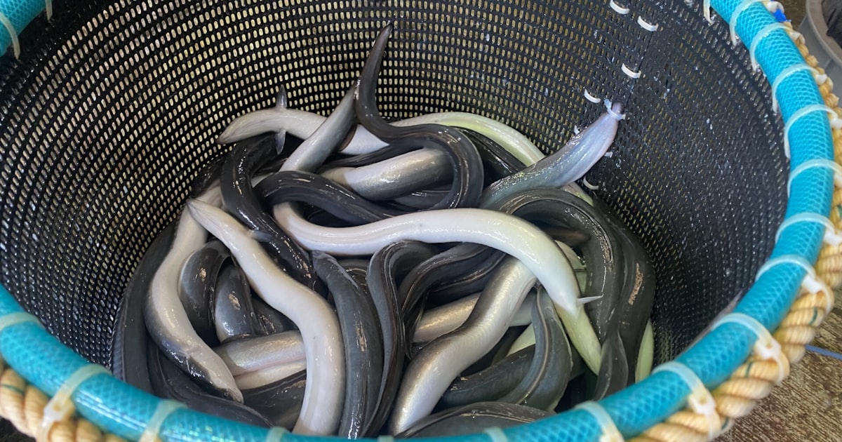 【期待】ウナギ、完全養殖で量産へ　水研機構とヤンマーが特許取得